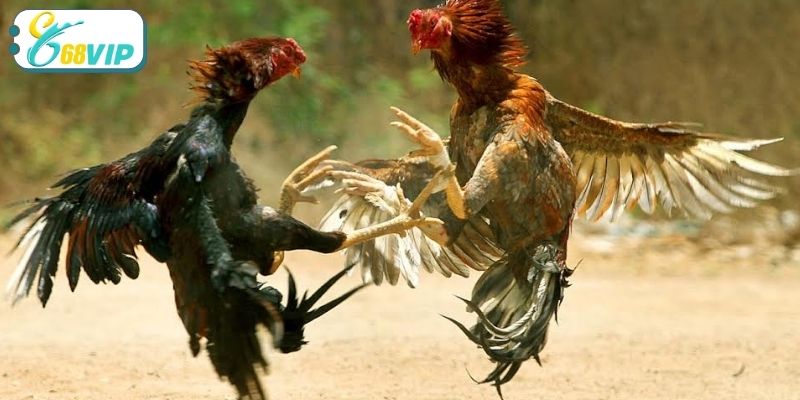 Điểm mạnh của chuyên mục đấu chiến kê tại 68VIP